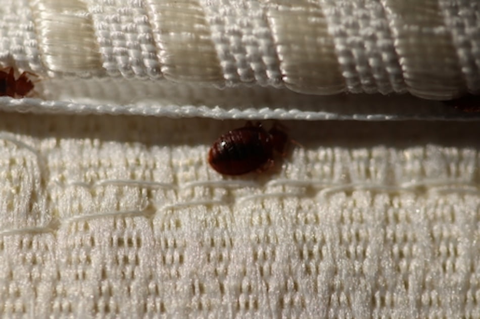 How To Avoid Bringing Bed Bugs Home While Traveling